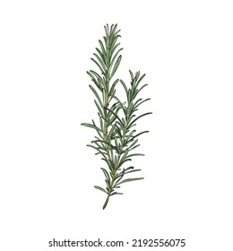 Rosemary plant fresh branch in engraving freehand style, vector illustration isolated on white background. Rosemary shrub branches or stems for emblem or cosmetics.