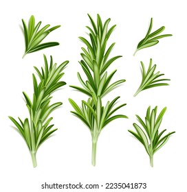 Rosemary plant, fresh herb branch with green leaves isolated on white background. Organic aromatic spices for cooking food, culinary. Rosemary sprigs, vector realistic illustration