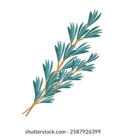 Rosemary plant, fresh herb branch with green leaves isolated on white background. Organic aromatic spices for cooking food, culinary. Rosemary sprigs, vector realistic illustration