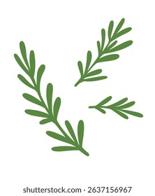 Rosemary plant, fresh herb branch with green leaves isolated on white background. Organic aromatic spices for cooking food, culinary. Rosemary sprigs, vector realistic illustration