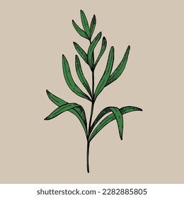 Rosemary plant. Hand drawn rosemary, color sketch vector illustration. Organic herb for cooking and fragrant seasoning