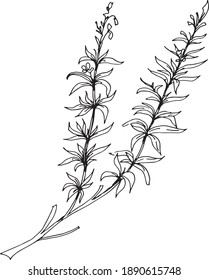 
Rosemary plant. herbs, condiments, spices. Medicinal herbs. Graphic hand-drawn illustration. Print, textile, vector. Separate elements on a white background.