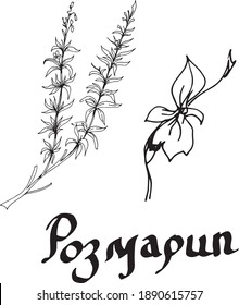 
Rosemary plant. herbs, condiments, spices. Medicinal herbs. Graphic hand-drawn illustration. Print, textile, vector. Separate elements on a white background.