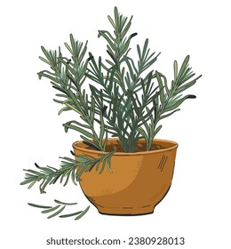 Rosemary plant known for its aromatic leaves and culinary uses. Rosemary the flavor of various dishes and spices, isolated hand drawn vector illustration. Rosemary in pot for food labels.