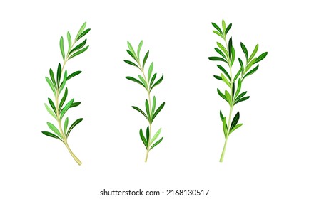 Rosemary plant twigs. Fresh aromatic herb sprigs with green leaves vector illustration