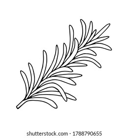 Rosemary plant. Vector stock illustration eps10