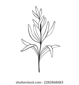 Rosemary plant.Hand drawn rosemary, monochrome sketch vector illustration isolated on white background. Organic herb for cooking and fragrant seasoning
