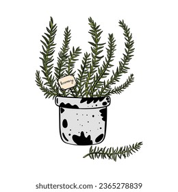 Rosemary in a pot. Doodle vector illustration. Homemade rosemary bush. Fresh juicy herbs. Isolated object. Hand drawn. 