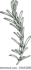 Rosemary Provence leaf leaves ingredient twig branch herb stick botanical floral flower engraving hand drawn illustration black  white isolated line art poster label web graphic style sketch silho