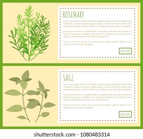 Rosemary and sage green plant spicy condiments, vector illustration with text sample and push buttons greenery spice herbs tasty natural spiciness