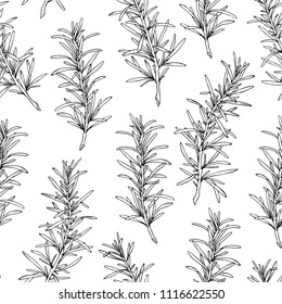 Rosemary seamless pattern. Natural background.