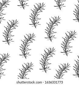 Rosemary seamless pattern on a white background. Rosemary sketch.
