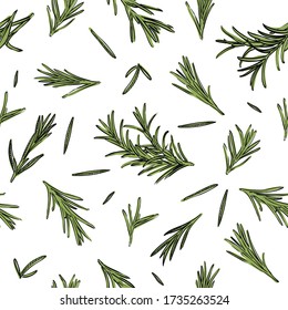 Rosemary seamless pattern. Vector illustration of Salvia rosmarinus for wrapping paper, fabric print, wallpaper, textile, kitchen cloth, restaurant cafe menu.