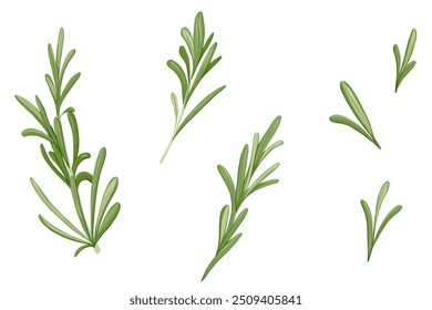 Conjunto de Rosemary. Dibujado a mano ilustración de hierba de Vector aislado sobre fondo blanco. Hoja de romero para diseño de impresión, productos de belleza, culinaria, aromaterapia. Hierba mediterránea.