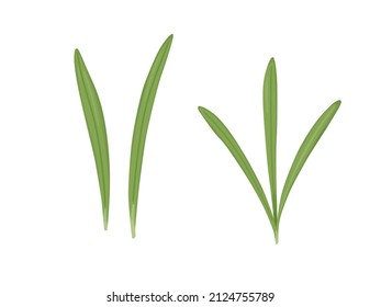 Rosemary set. Illustration leaves spice. Aromatic herbs for aromatization and decoration.