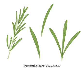 Rosemary set. Illustration leaves spice. Aromatic herbs for aromatization and decoration.