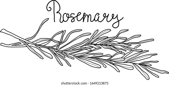 Rosemary set isolated on white background, culinary herb vector collection