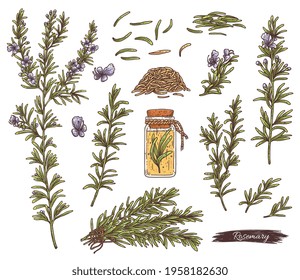 Rosemary set - plant branches with flowers, seeds and bottle with oil. Cooking spice and medicinal herb. Vector herbal colorful sketch illustration isolated on white.