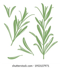 Rosemary. A set of silhouettes of green rosemary twigs and leaves. Vector image isolated on a white background.