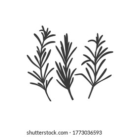 Rosemary silhouette icon. Culinary herbs. Monochrome condiment vector illustration.