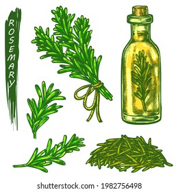 Esbozos de Rosemary, especias frescas y secas