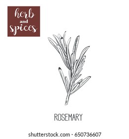 Rosemary sketch hand drawing. vector illustration of herbs