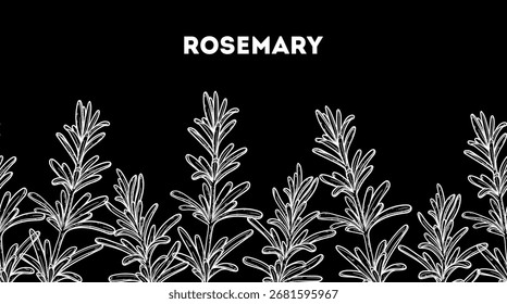 Rosemary sketch. Horizontal seamless pattern. Hand drawn vector illustration. Apothecary plant drawing. Medicinal plant, herbal remedies. Natural rosemary. Kitchen spice.
