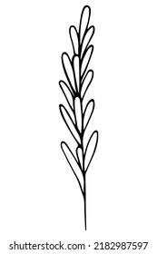 Rosemary. Sketch. A Sprig Of Aromatic Spice. Vector Illustration. Outline On Isolated Background. Doodle Style. Stem With Leaves. Idea For Web Design, Menu.