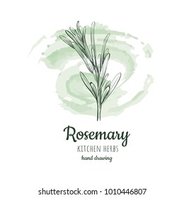 rosemary sketch style vector illustration for your design eps skech rosemary 