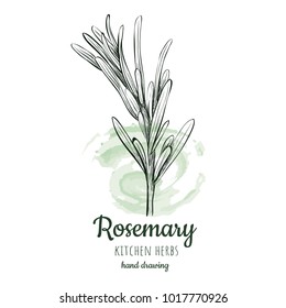 rosemary sketch style vector illustration for your design eps skech razmorin herb image.