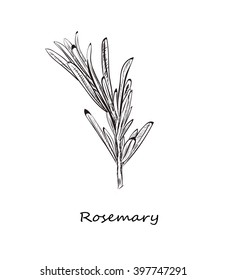 rosemary sketch style vector illustration for your design eps skech razmorin herb image.