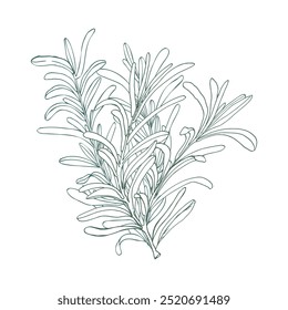 Ilustração do buquê de tinta de especiarias Rosemary. Composição floral vetorial desenhada à mão, condimento e comida para menu de restaurante, lugar de esteira, design de cozinha