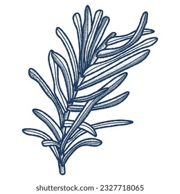 Rosemary sprig Engraving Illustration. Vintage vector illustration