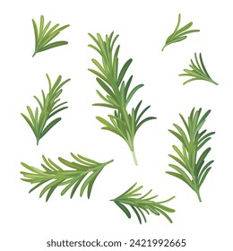 Rosemary. A sprig of rosemary. Fragrant herb for seasoning. Vector illustration