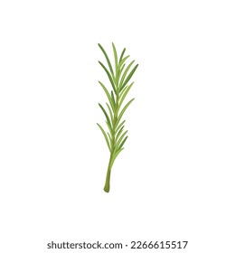 Rosemary. Sprig of green rosemary. Fresh herb used in culinary. 
Vector illustration isolated on white background. For template label, packing, web, menu, logo, textile, icon