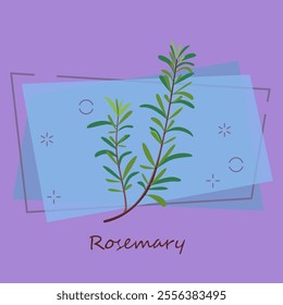 Rosemary sprig. Green twig with leaves. Cooking herbs concept. Vector illustration can be used for topics like condiment, seasoning, cuisine