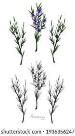 Rosemary. Sprig with leaves. Fragrant Italian seasoning for food. Drawing in the old vintage style. Blooming flowers. Isolated clipart set on white background.