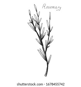 Rosemary. Sprig of plants with leaves. Fragrant Italian seasoning for food. Black and white drawing in the old vintage style. Isolated clipart set on white background. Hand-drawn ink sketch.