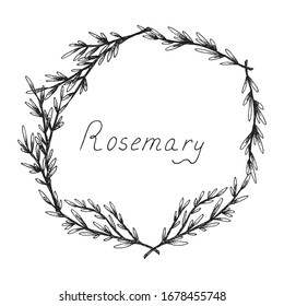 Rosemary. Sprig of plants with leaves. Fragrant Italian seasoning for food. Wreath. Black and white drawing in the old vintage style. Isolated clipart set on white background. Hand-drawn ink sketch.