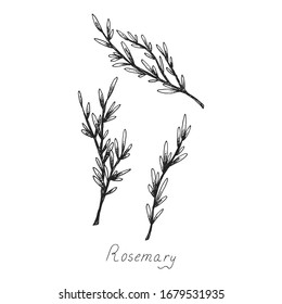 Rosemary. Sprig of plants with leaves. Fragrant Italian seasoning for food. Black and white drawing in the old vintage style. Isolated clipart set on white background. Hand-drawn ink sketch. - Shutterstock ID 1679531935