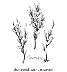 Rosemary. Sprig of plants with leaves. Fragrant Italian seasoning for food. Flowers. Black and white drawing in the old vintage style. Isolated clipart set on white background. Hand-drawn ink sketch.