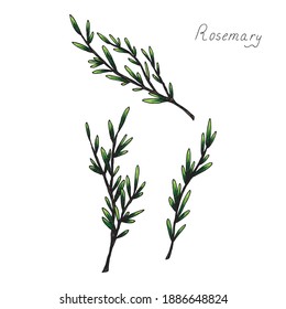 Rosemary. Sprig of plants with leaves. Fragrant Italian seasoning for food. Drawing in the old vintage style. Isolated clipart set on white background. Hand-drawn ink sketch.