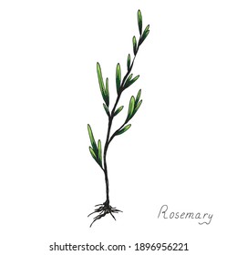Rosemary. Sprig of plants with leaves. Fragrant Italian seasoning for food. Black and white drawing in the old vintage style. Hand-drawn ink sketch. Isolated illustration