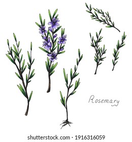 Rosemary. Sprig of plants with leaves. Fragrant Italian seasoning for food. Black and white drawing in the old vintage style. Blooming flowers. Isolated clipart set. Hand-drawn ink sketch