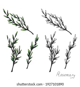 Rosemary. Sprig of plants with leaves. Fragrant Italian seasoning for food. Black and white drawing in the old vintage style. Isolated clipart set on white background. Hand-drawn ink sketch.