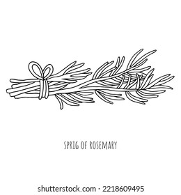 Rosemary sprig tied with string black and white sketch isolated on white background