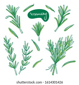 Rosemary sprigs and leaves/ Hand drawn culinary herbs and spices/ Rosemary parts colorful sketch collection/ Vector illustration
