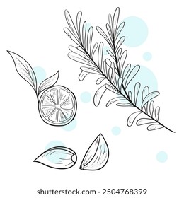 Rosemary sprigs leaves. Hand drawn culinary herbs and spices. Garlic. Lemon. Vector illustration