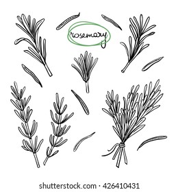 Rosemary sprigs leaves/ Hand drawn culinary herbs and spices/ Rosemary parts sketch collection/ Black outline on white background/ Vector illustration