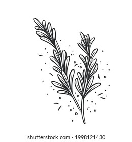 Rosemary sprigs with spice pepper outline vector icon, drawing monochrome culinary herb illustration.